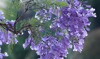 蓝花楹的花语（蓝花楹的寓意和象征）