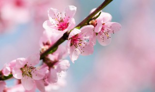 桃花花语 樱花花语象征与寓意是什么