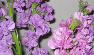 紫罗兰的花语 紫罗兰的花语和寓意