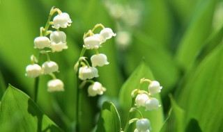 风铃花花语 紫色风铃花花语