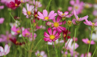 真正的格桑花花语 格桑花花语含义