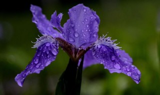 紫鸢花的花语 紫鸢花的花语和寓意