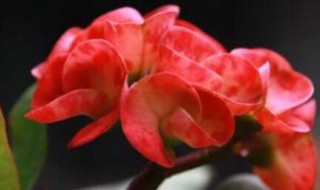 铁海棠的花语和寓意 铁海棠的花语和寓意图片