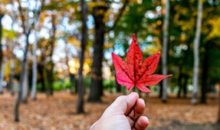 枫叶的花语 枫叶的花语该温柔时温柔