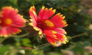 太阳菊的花语 太阳菊的花语与寓意