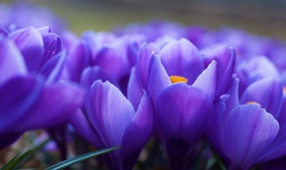 紫色郁金香花语 紫色郁金香花语和寓意是什么意思