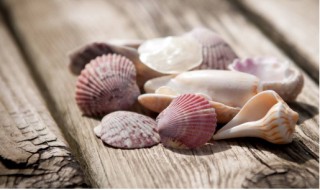 贝壳的用途有哪些 贝壳的用途有哪些 为什么说贝壳具有广泛的用途