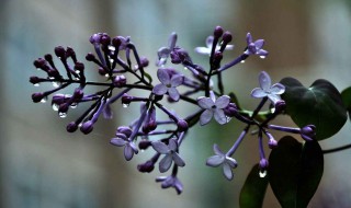 紫丁香的花语是什么 紫罗兰的花语