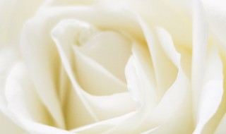 白玫瑰代表什么花语 11朵白玫瑰代表什么花语