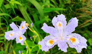 蝴蝶花的花语（蝴蝶花的花语无私的爱）