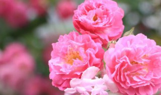 蔷薇花的花语 粉色蔷薇花的花语