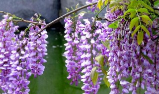 紫藤花的花语 紫藤花的花语和寓意象征着什么人