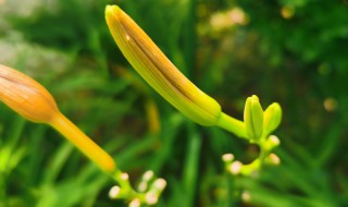 萱草花花语（萱草花花语和寓意）