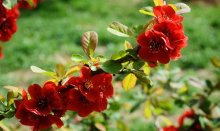 海棠的花语 海棠的花语和象征意义是什么