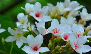 油桐花花语 油桐花花语寓意