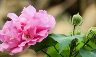 芙蓉花的寓意和花语 芙蓉花的寓意和花语是什么