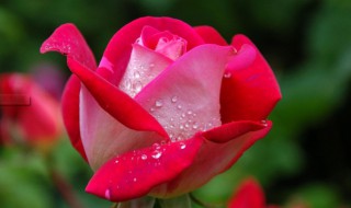 世界上最悲伤的十种花的花语 世界上最悲伤的花是什么花