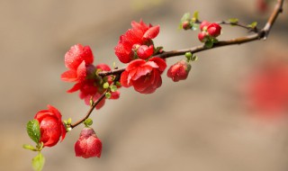 海棠花叶子发黄怎么回事（海棠花叶子发黄怎么回事啊）