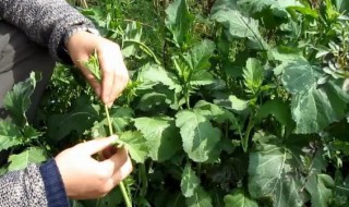 野腊菜的功效（野腊菜的功效及作用）