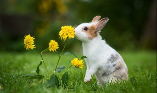 兔子怎么分辨公母（小兔怎么分辨公母?）