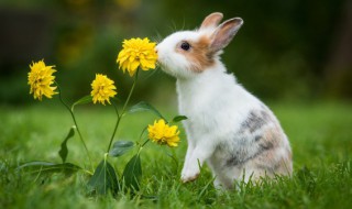 兔子一年生几窝（兔子一年生几窝?）