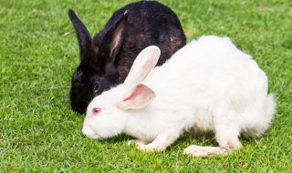 兔子喜欢吃什么食物 兔子喜欢吃什么食物视频