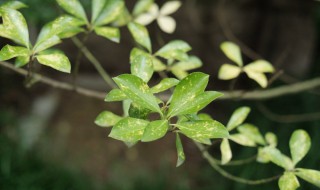 冬青养护方法 冬青养护方法,花盆容器选择哪种