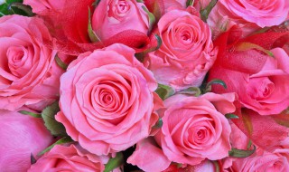 粉色玫瑰花代表的含义 粉色玫瑰花代表的含义和寓意