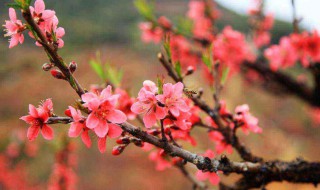 桃花运怎么变旺 桃花运怎么变旺男人戴