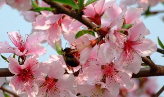 桃花如何旺风水（风水桃花运怎样催旺吗）