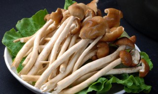茶树菇怎么炒好吃 茶树菇怎么炒好吃又简单