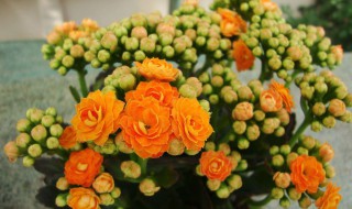 春节买什么花放在家里寓意好 春节买什么花放在家里寓意好赳赳第二季