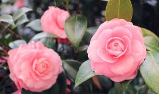 梦见花朵是什么意思?（梦见花朵是什么意思）