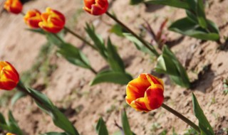 养殖郁金香黄叶的原因及处理方法 养殖郁金香黄叶的原因及处理方法图片