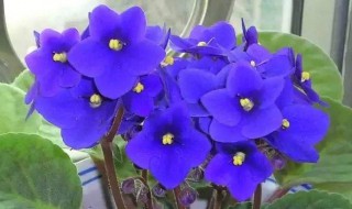 关于紫罗兰的养殖方法及养护 紫罗兰的养殖方法与注意事项