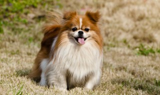 如何喂养萨摩耶犬（如何喂养萨摩耶犬狗粮）
