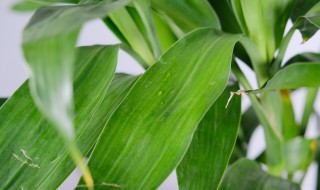 关于富贵竹的养殖方法和注意事项（关于富贵竹的养殖方法和注意事项有哪些）
