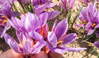 藏红花养殖方法及注意事项 藏红花一年开几次花