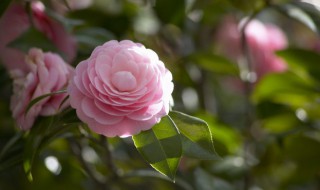 茶花怎么养才开花（茶花怎么养才开花好）