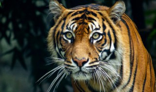 虎的吉祥寓意是什么 虎的吉祥寓意是什么生肖