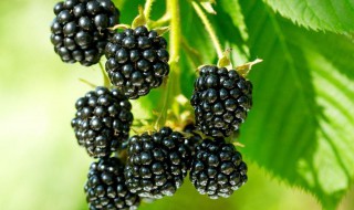 黑莓的功效与作用禁忌及食用方法（黑莓的功效与作用是什么）