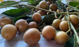 黄皮果的吃法 黄皮果的吃法有哪些