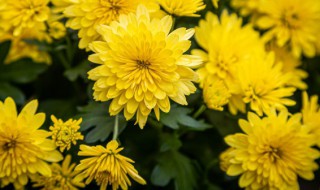 盆栽小菊花怎么养（盆栽小菊花怎么养?）