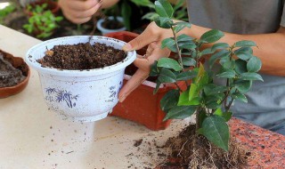 水培茶花长根上盆方法