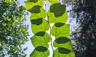 紫荆花冬天应该如何养护