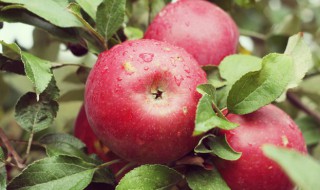 苹果最佳吃法因人而异 苹果的吃法大全简单