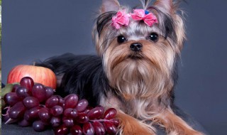 狗可以吃葡萄吗 狗可以吃葡萄吗吗