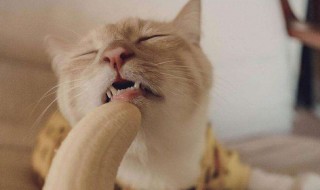 猫可以吃香蕉吗 猫可以吃香蕉吗生的
