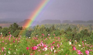 彩虹花卉怎么养（彩虹花卉怎么养护）