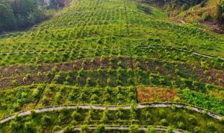 油茶树种植（油茶树种植方法和管理）